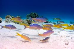 El Gouna Dive Centre - Red Sea